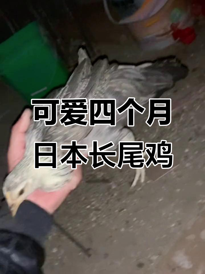 四个月日系长尾鸡的成长与梦想,随风飘荡