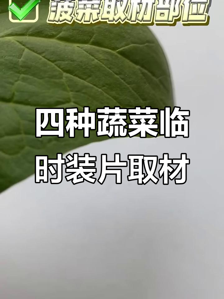 番茄、黄瓜、洋葱和菠菜的取材技巧,轻松掌握细胞切片