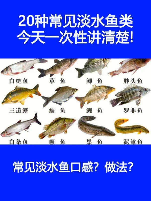 20种常见淡水鱼类今天一次性讲清楚