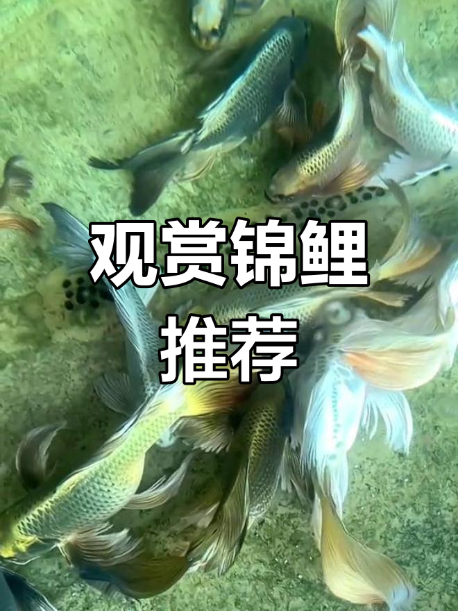 熊猫蝴蝶鲤种鱼展示,可预定水花