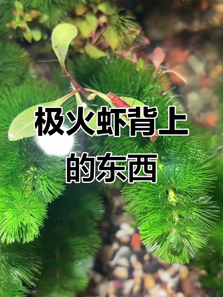 极火虾背上出现不明物体,求助大佬解答!