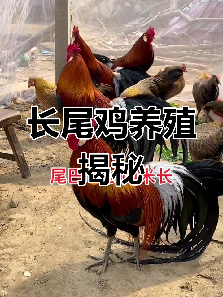 凤尾鸡:长两米尾巴的观赏奇禽,你愿意养吗?