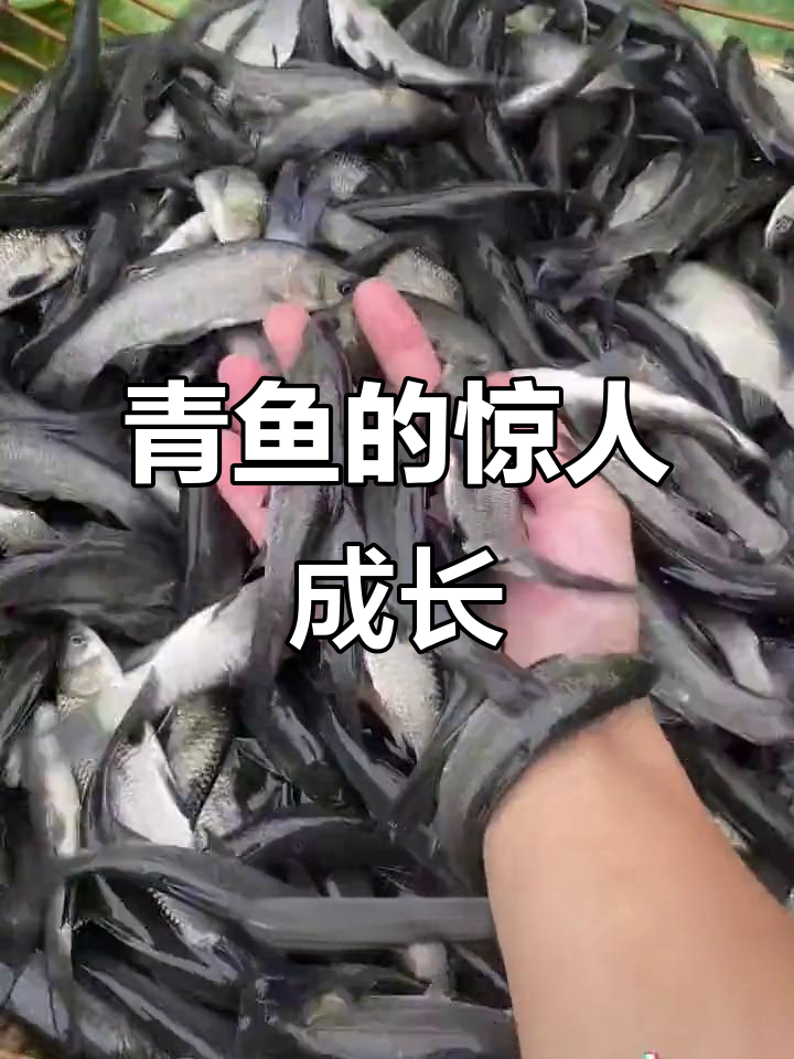 青鱼能长到150公斤,养殖技巧揭秘