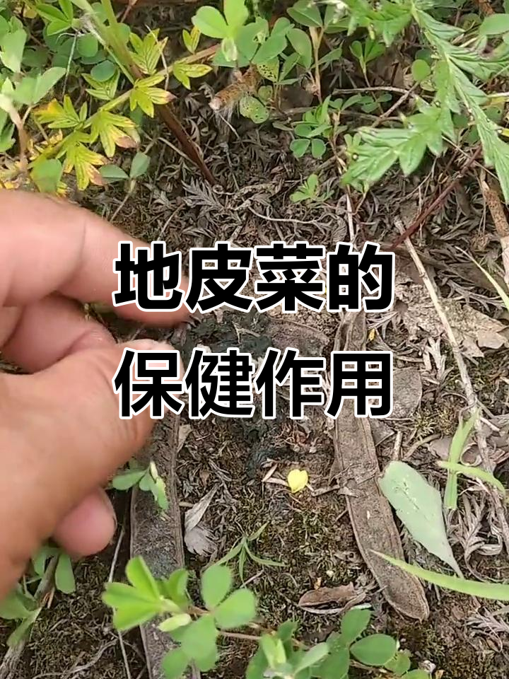 地皮菜:雷公菌的神奇功效,清热降火又明目