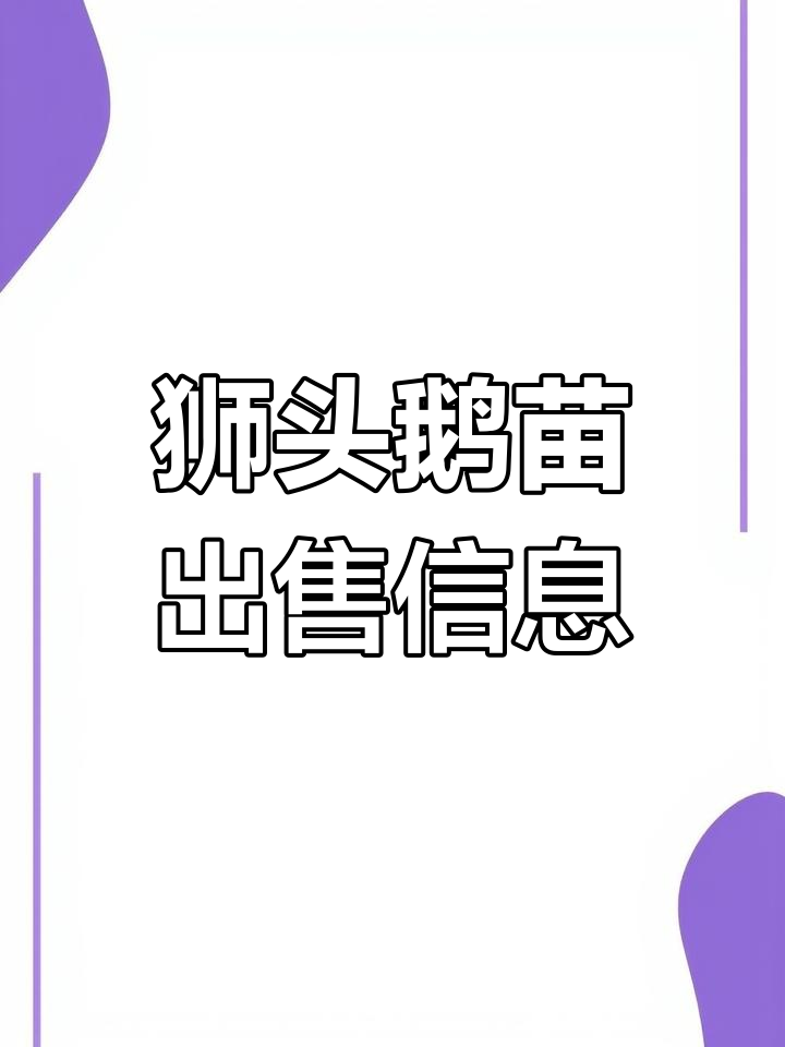 狮头鹅苗价格大揭秘,哪里能买到优质鹅苗?