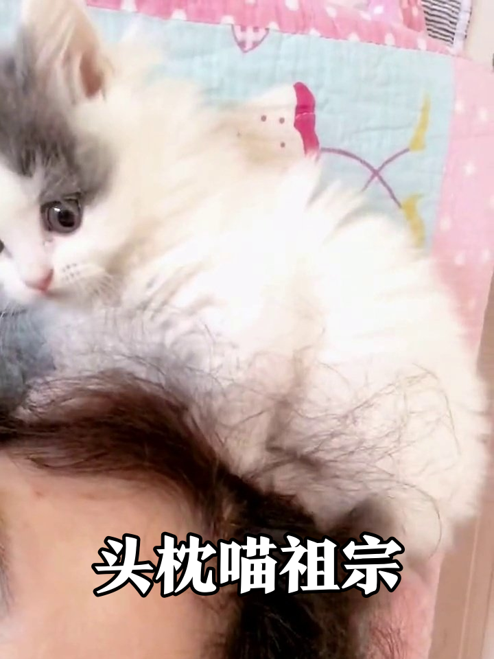 猫咪把主人头当豪华猫窝,踩奶啃头发后还无辜歪头,萌到犯规!