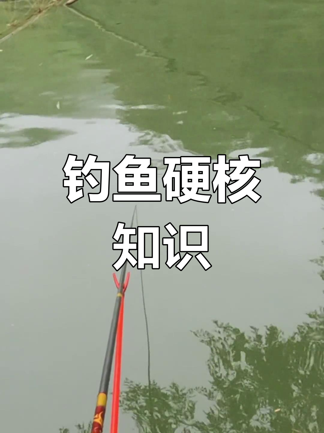 野钓草鱼技巧大揭秘,实战经验分享