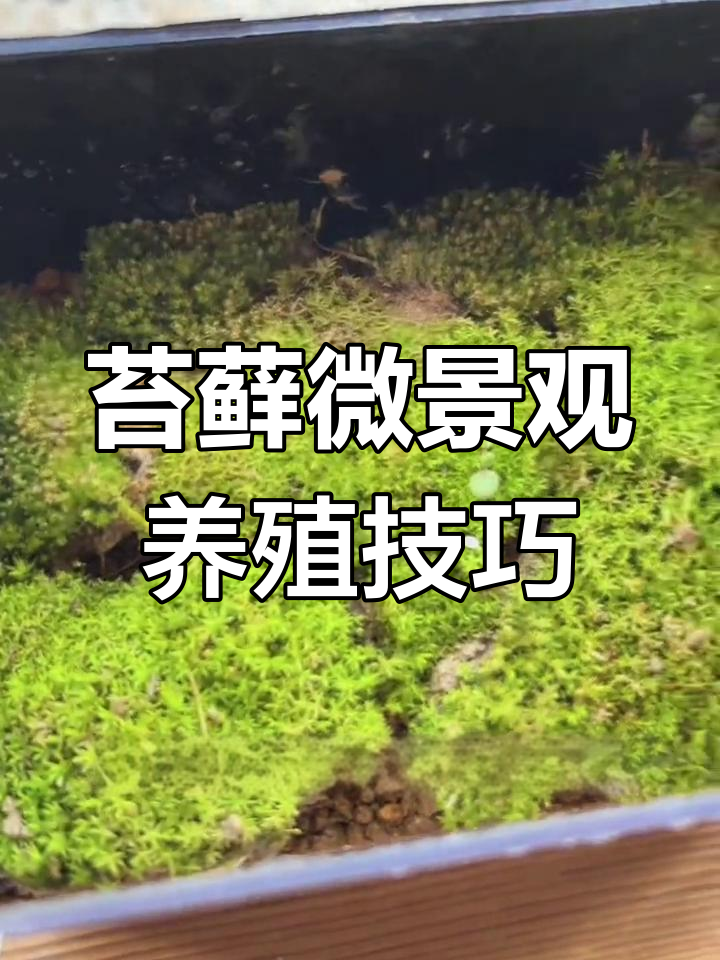 手把手教你打造苔藓微景观,轻松养护植物