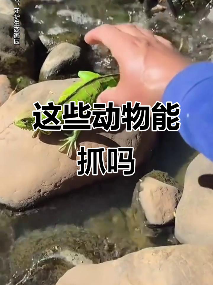 19种动物,哪些能抓?这些是保护物种不能碰