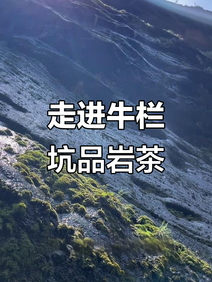 探秘武夷山牛栏坑:岩茶的王者之地,肉桂与水仙并存