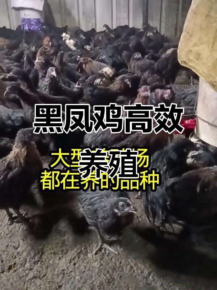 小巧高产黑凤鸡，养殖户必备产蛋王