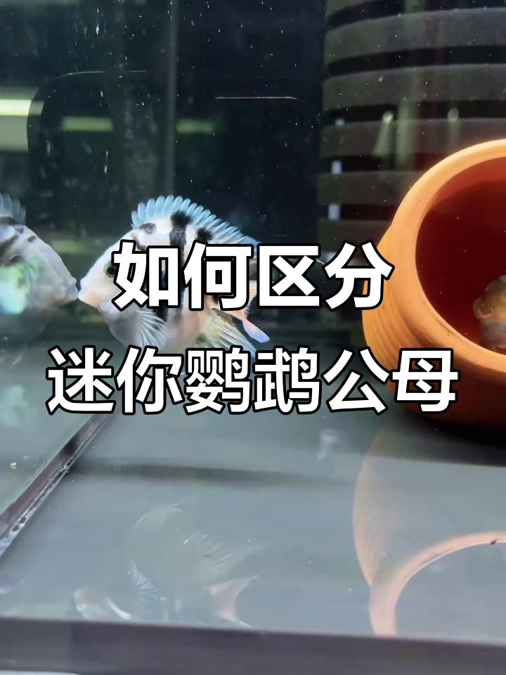 迷你鹦鹉鱼公母分辨技巧，四步搞定！