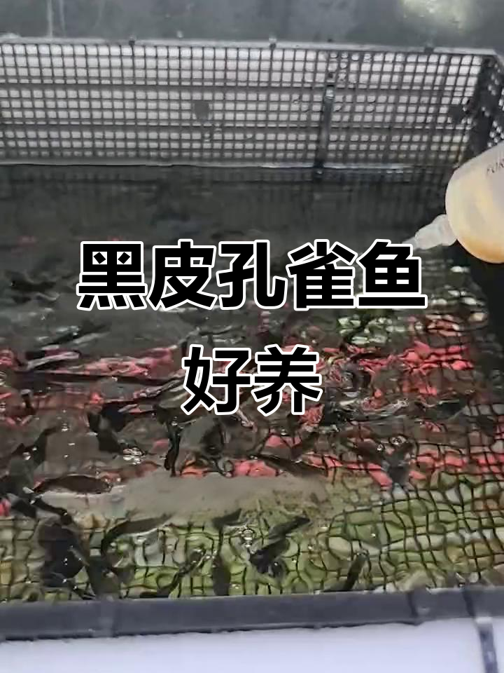 德系蓝礼服孔雀鱼:黑漆黢的更健康,生仔又多