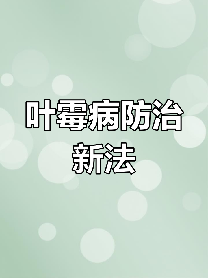西红柿叶霉病轻松搞定,熏蒸一次管一个月,省力又高效!