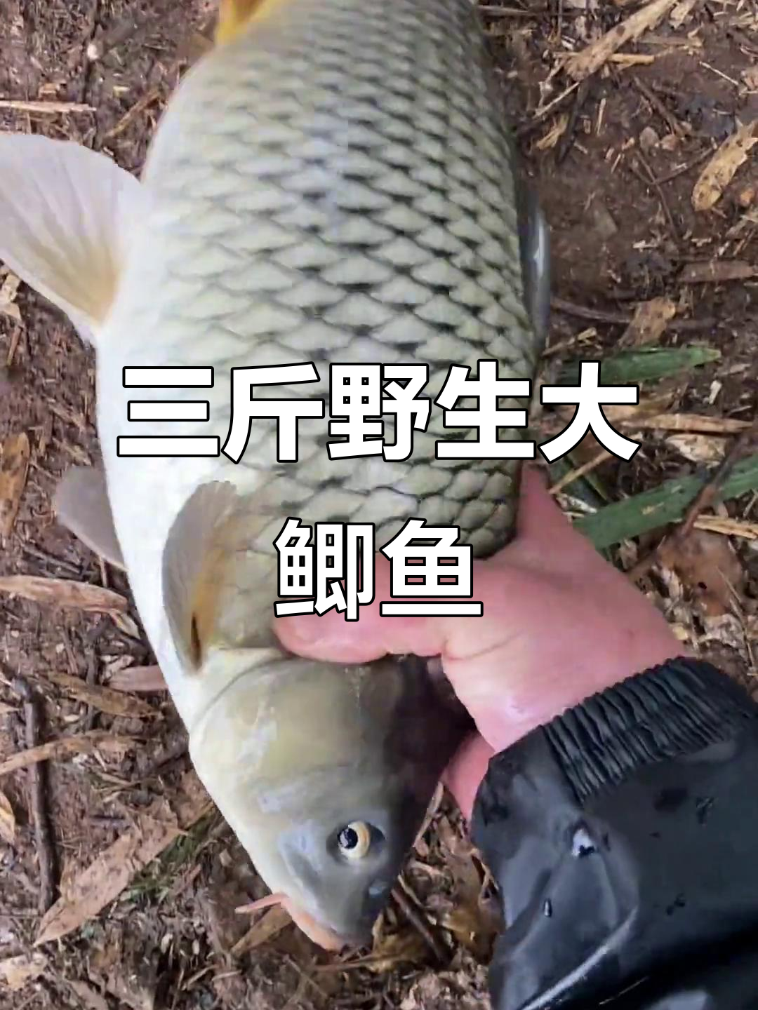 野生大鲫鱼三斤,尾巴发黄超惊艳