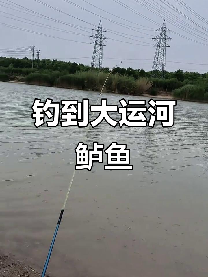 大运河四腮鲈鱼大丰收,钓鱼爱好者必看!