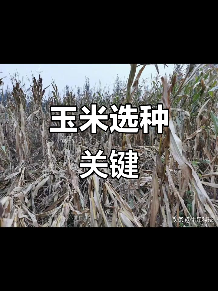 9月玉米倒伏与茎腐病关系密切,品种选择至关重要