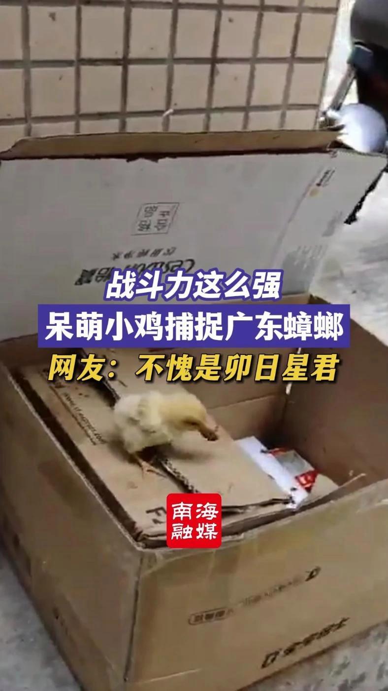这么小战斗力就这么强!呆萌小鸡捕捉广东蟑螂。网友:不愧是卯日星君(编辑:好家伙)小鸡 蟑螂