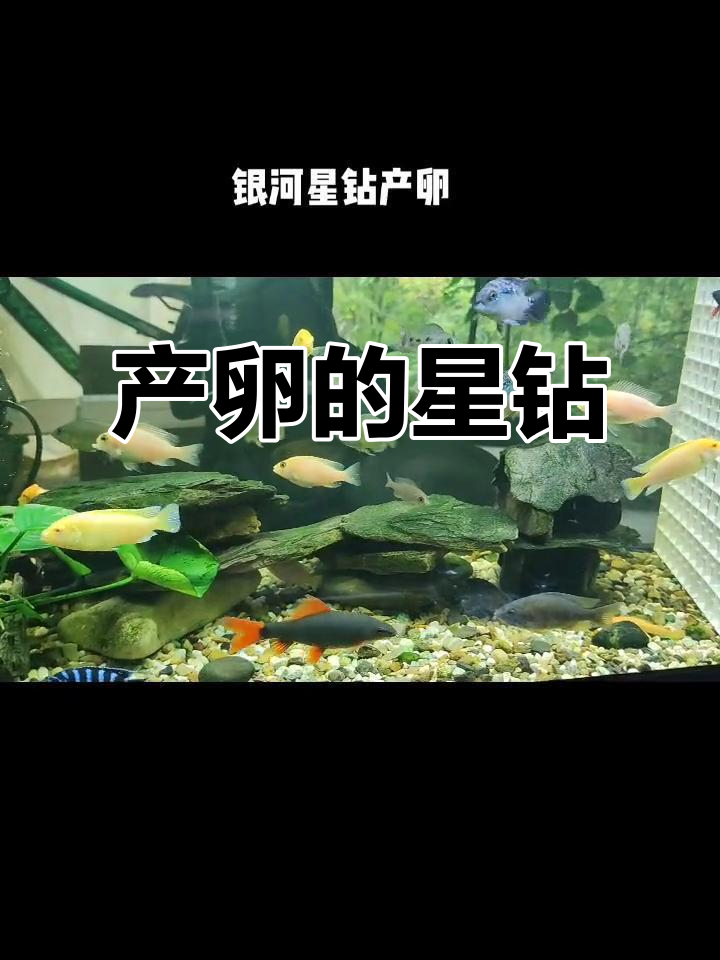 银河星钻产卵,石壁密密麻麻,小夫妻忙碌不停