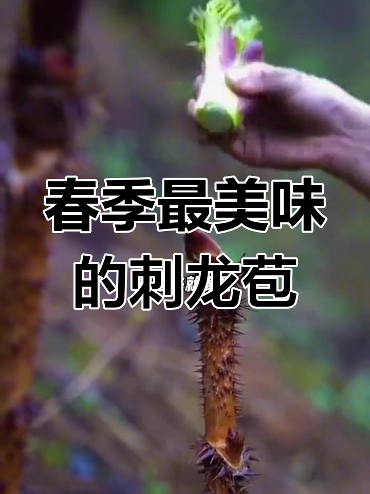 云南高原刺龙苞,春天最美味野菜!炒腊肉香气扑鼻