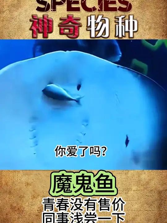 爱吃同事的魔鬼鱼 同事:我真有“蝠鲼”呀 萌宠出道计划 奇妙的动物 动物世界 动物的迷惑行