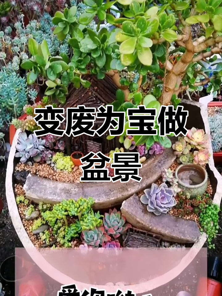 破缸变盆景,玉树种与多肉搭配打造独特景观