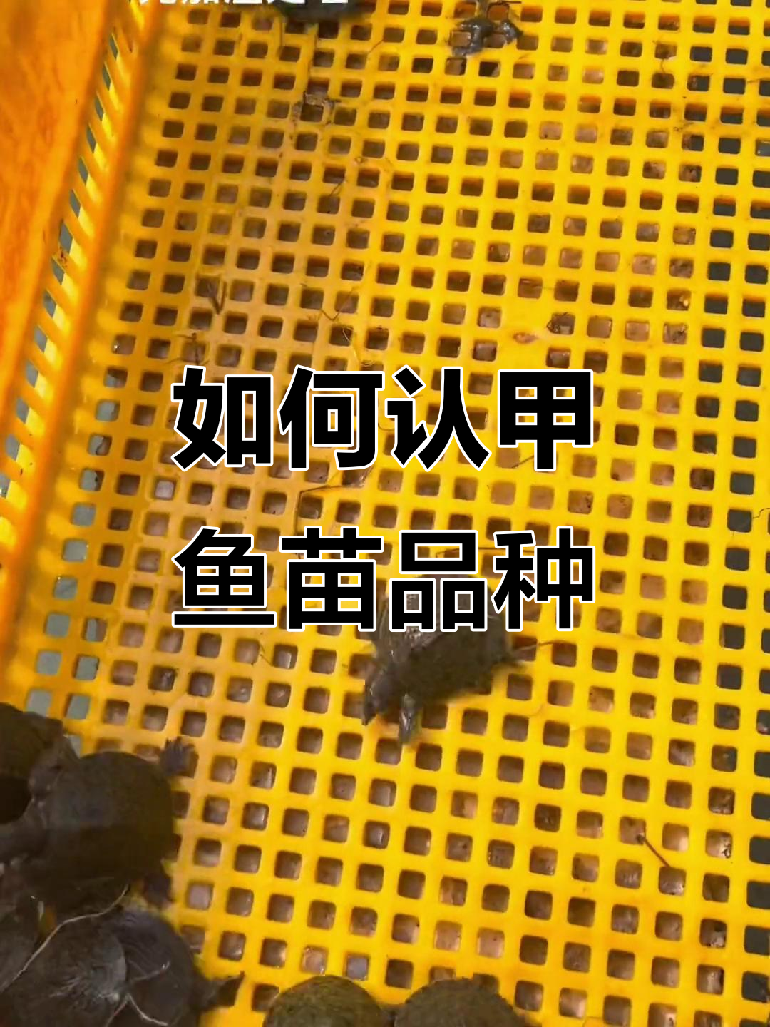 甲鱼苗品种如何辨别?杂交与中华的差异揭秘