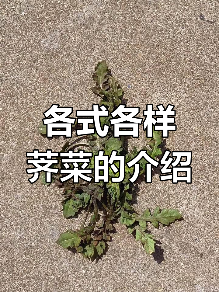荠菜种类大揭秘,带你了解不同品种的特点