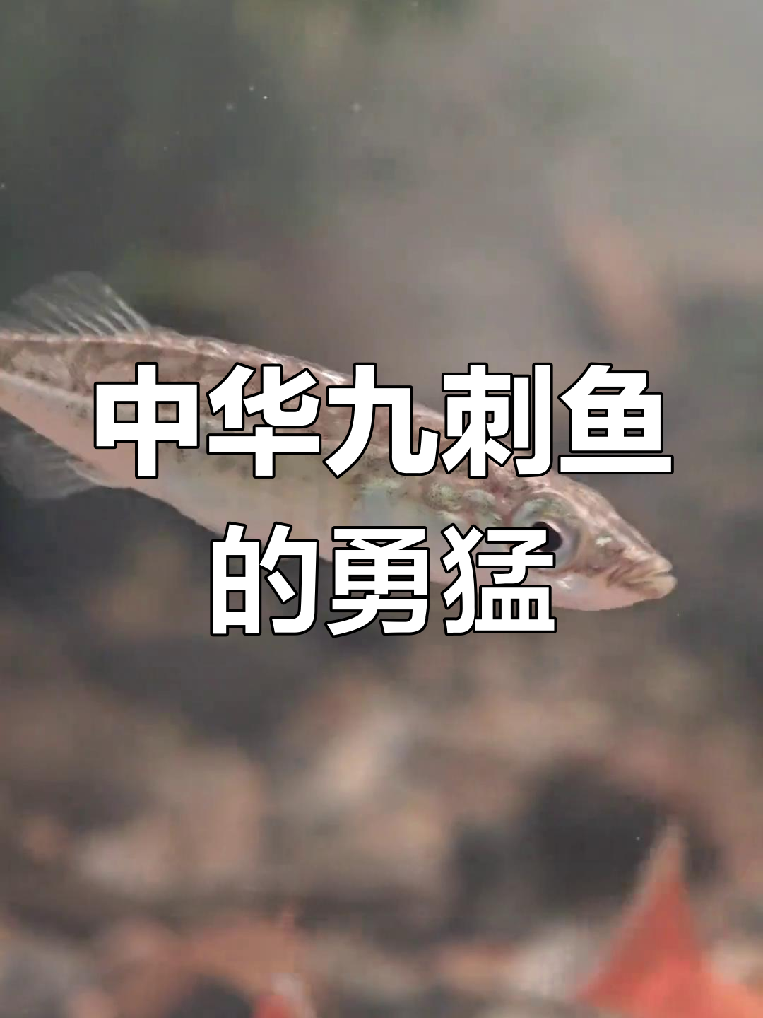 中华九刺鱼竟敢攻击大五倍的赤眼红鳕,胆量惊人