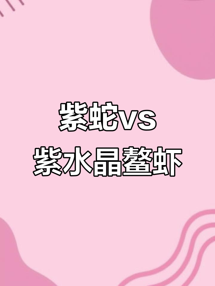 紫蛇与紫水晶鳌虾大对比,哪个更胜一筹?