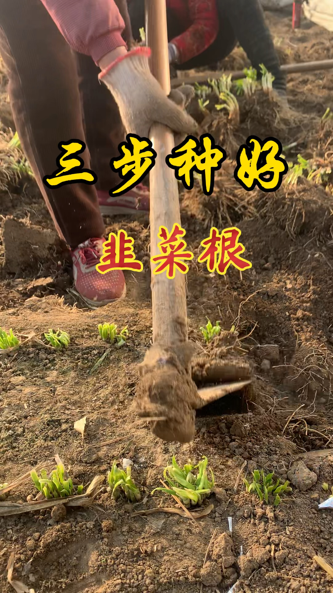 韭菜根种植方法