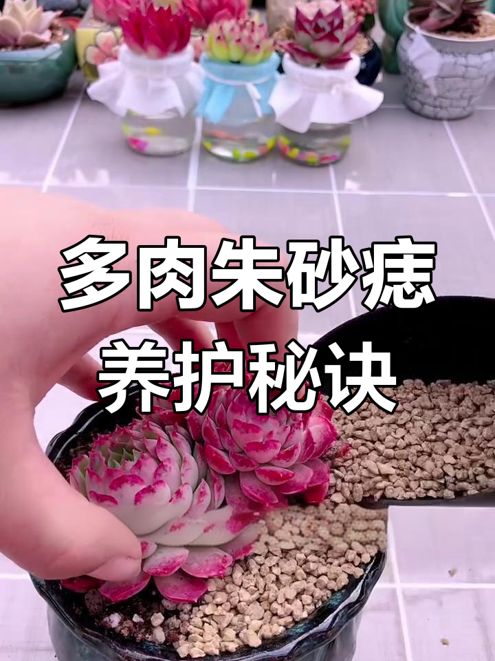 朱砂痣养护全攻略:从土壤到光照,轻松掌握浇水技巧