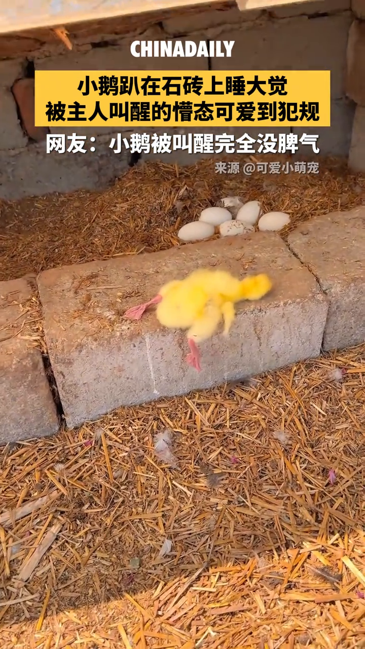 小鹅趴在石砖上睡大觉,被主人叫醒的懵态可爱到犯规