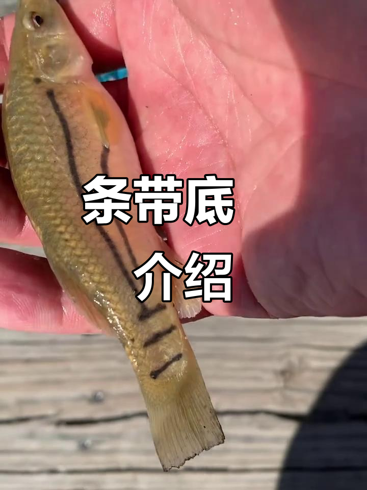 了解条带底鳉：一种独特的杀鱼品种