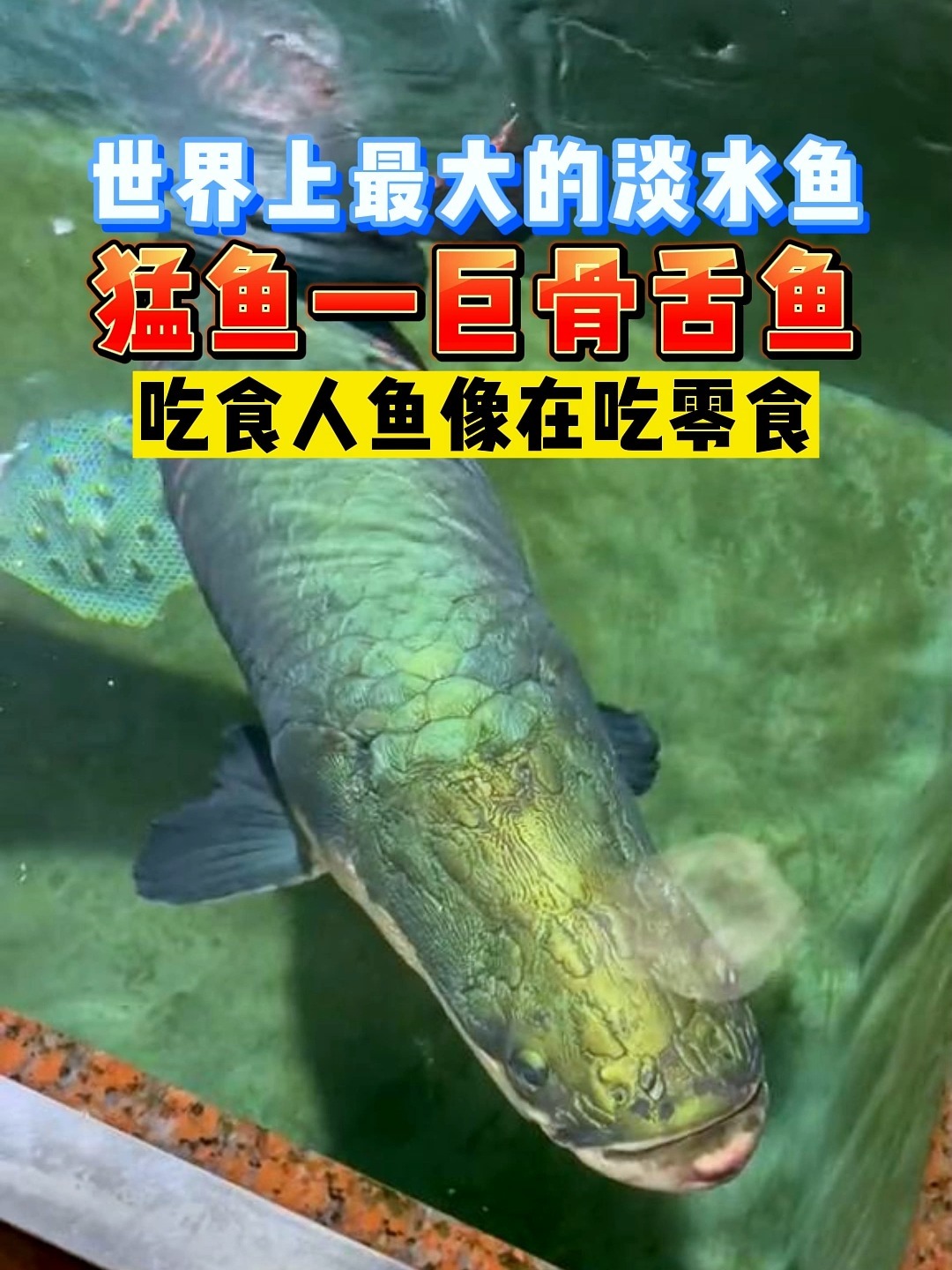 世界上最大的淡水鱼,猛鱼-巨骨舌鱼!