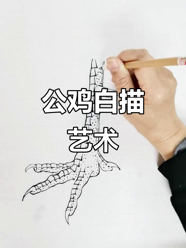 公鸡白描画，国画技艺的魅力与情感体验