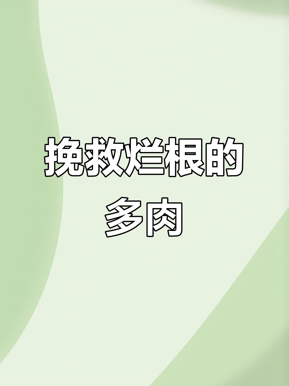 曾经烂根的樱水晶多肉，如何重生焕发新生机