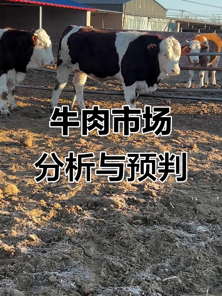 牛市行情分析:肉牛价格走势预测与种群质量评估