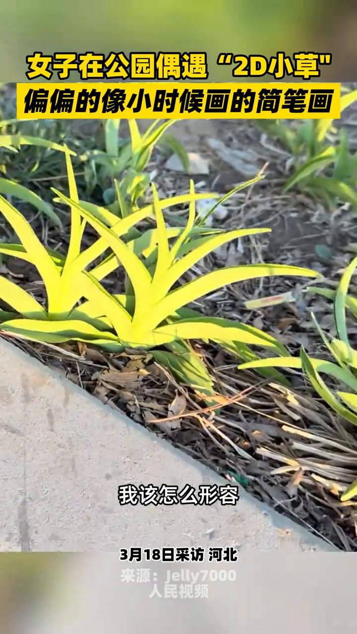 女子在公园偶遇2D小草