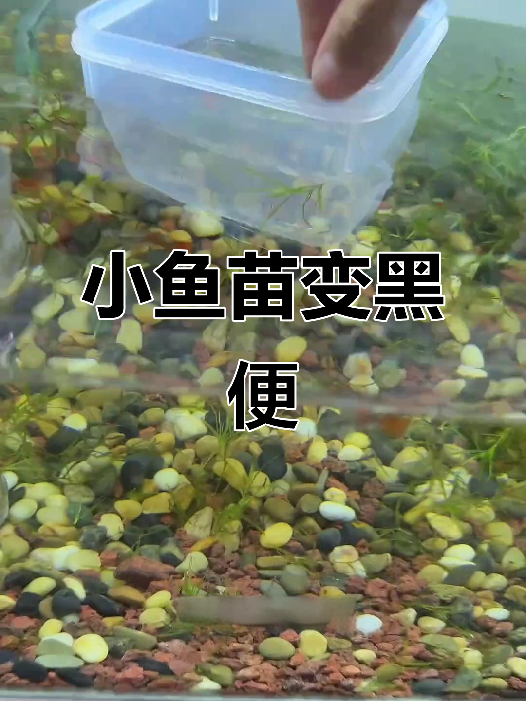 米奇鱼生小鱼,结果全变成了黑便便!