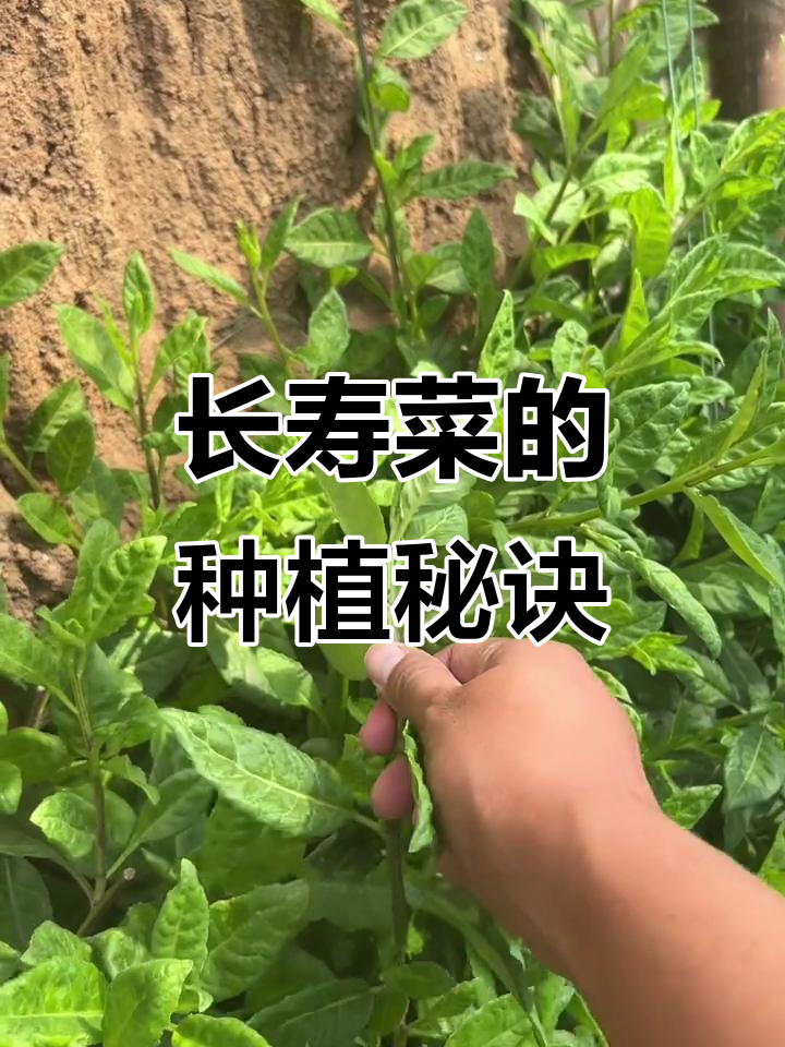 富贵菜，简单种植的餐厅必备美味