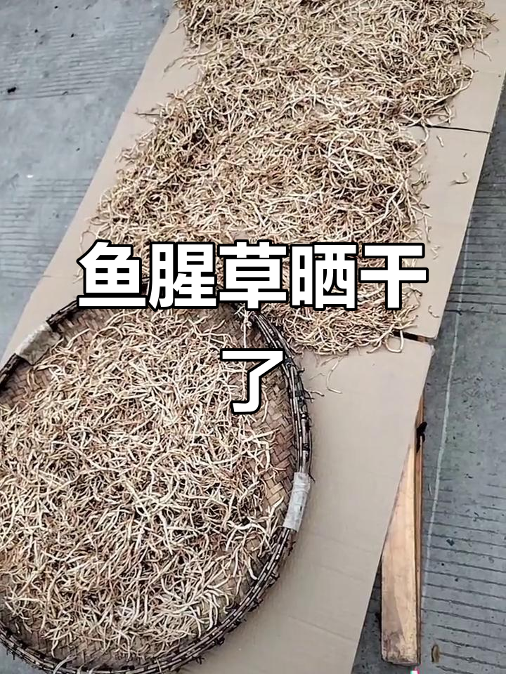 鱼腥草晒干变这样,邻居们全都沉默了!