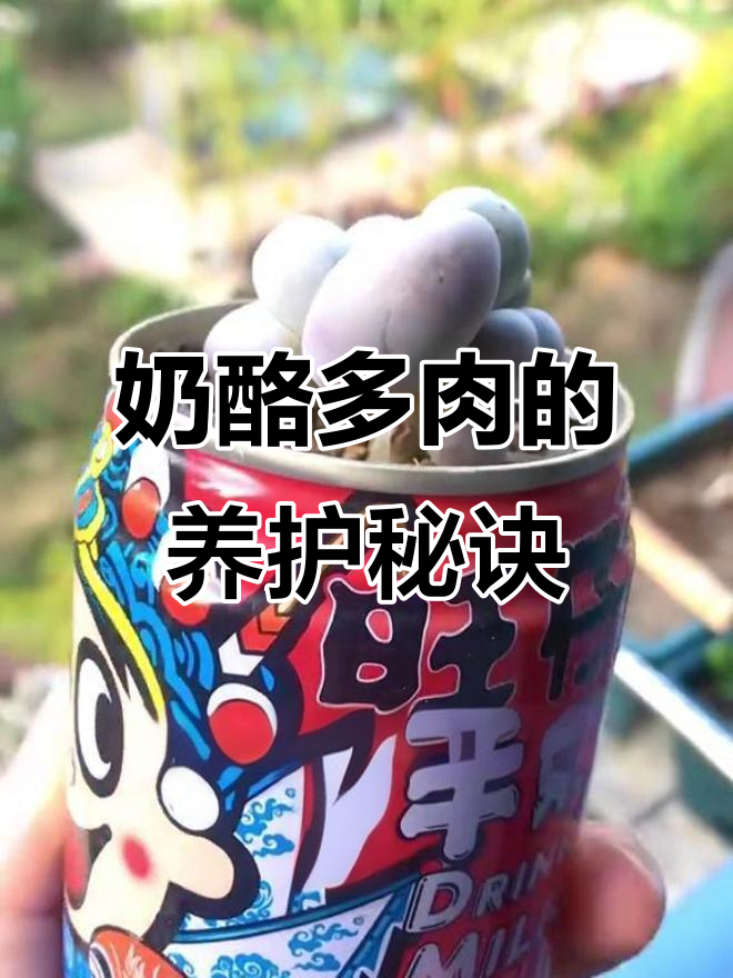 奶酪多肉：圆滚滚的可爱叶片，夏季养护小技巧