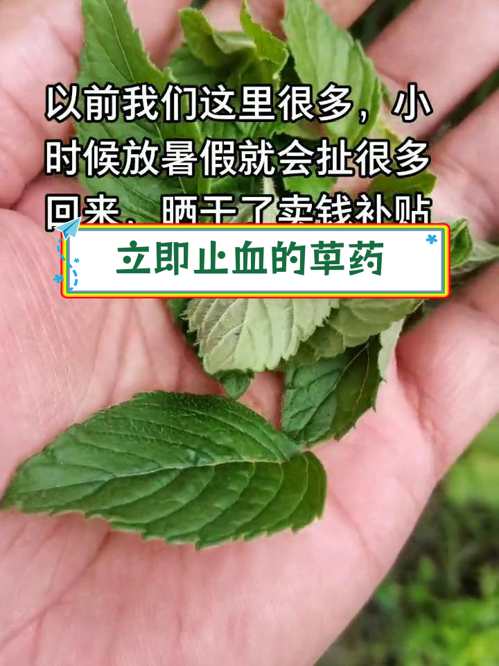 这种神奇草药能快速止血,手脚受伤必备