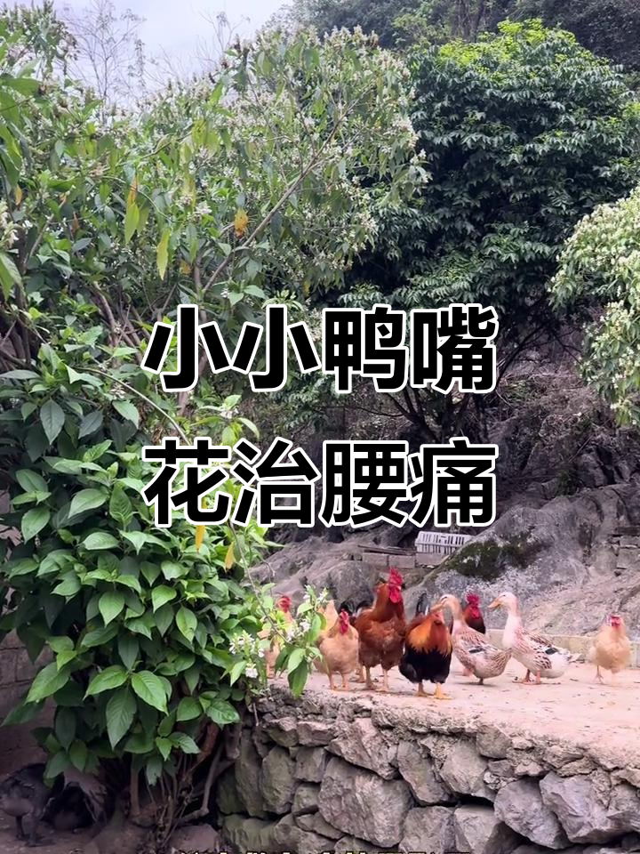 鸭嘴花竟是家中的止痛良药,效果立竿见影