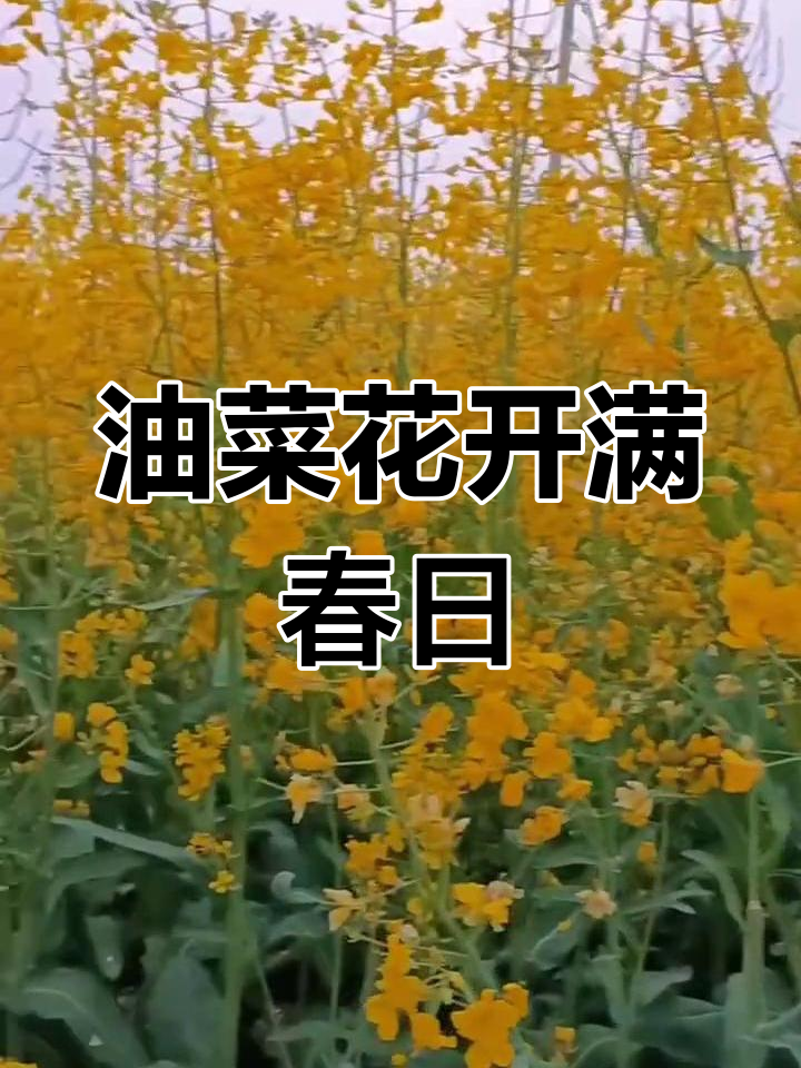 春天里的油菜花,每一朵都为你绽放
