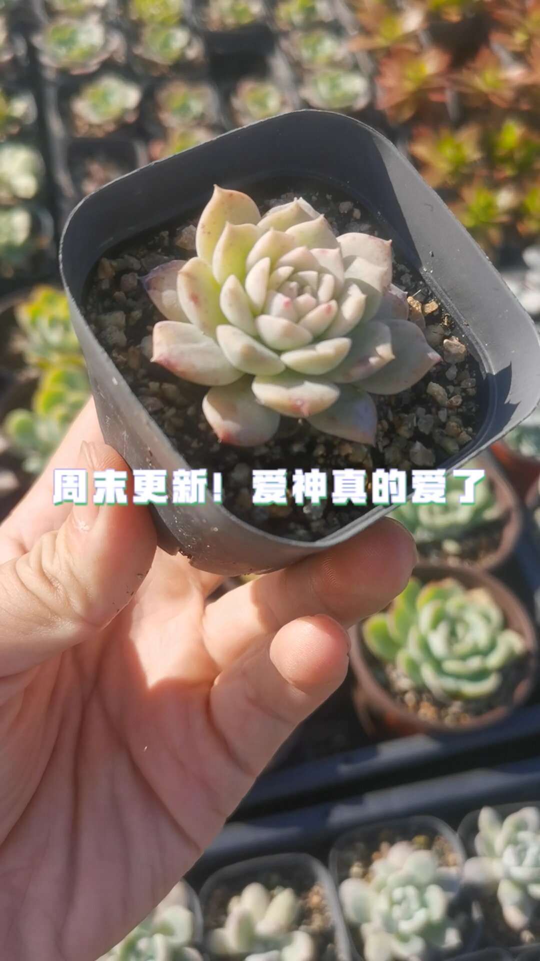 多肉植物月影系的爱神
