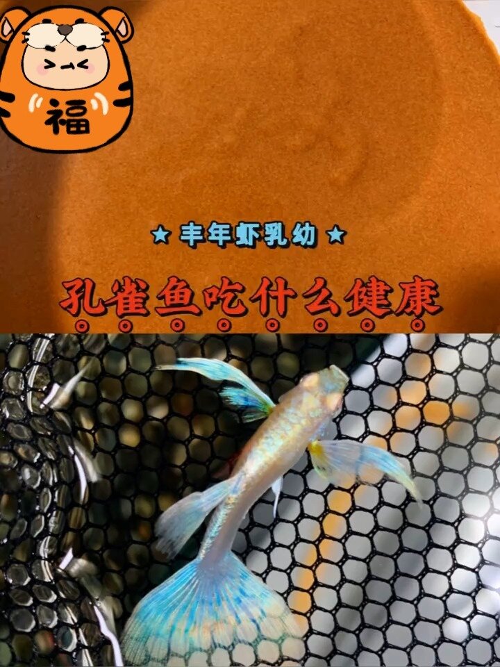 孔雀鱼吃什么健康?