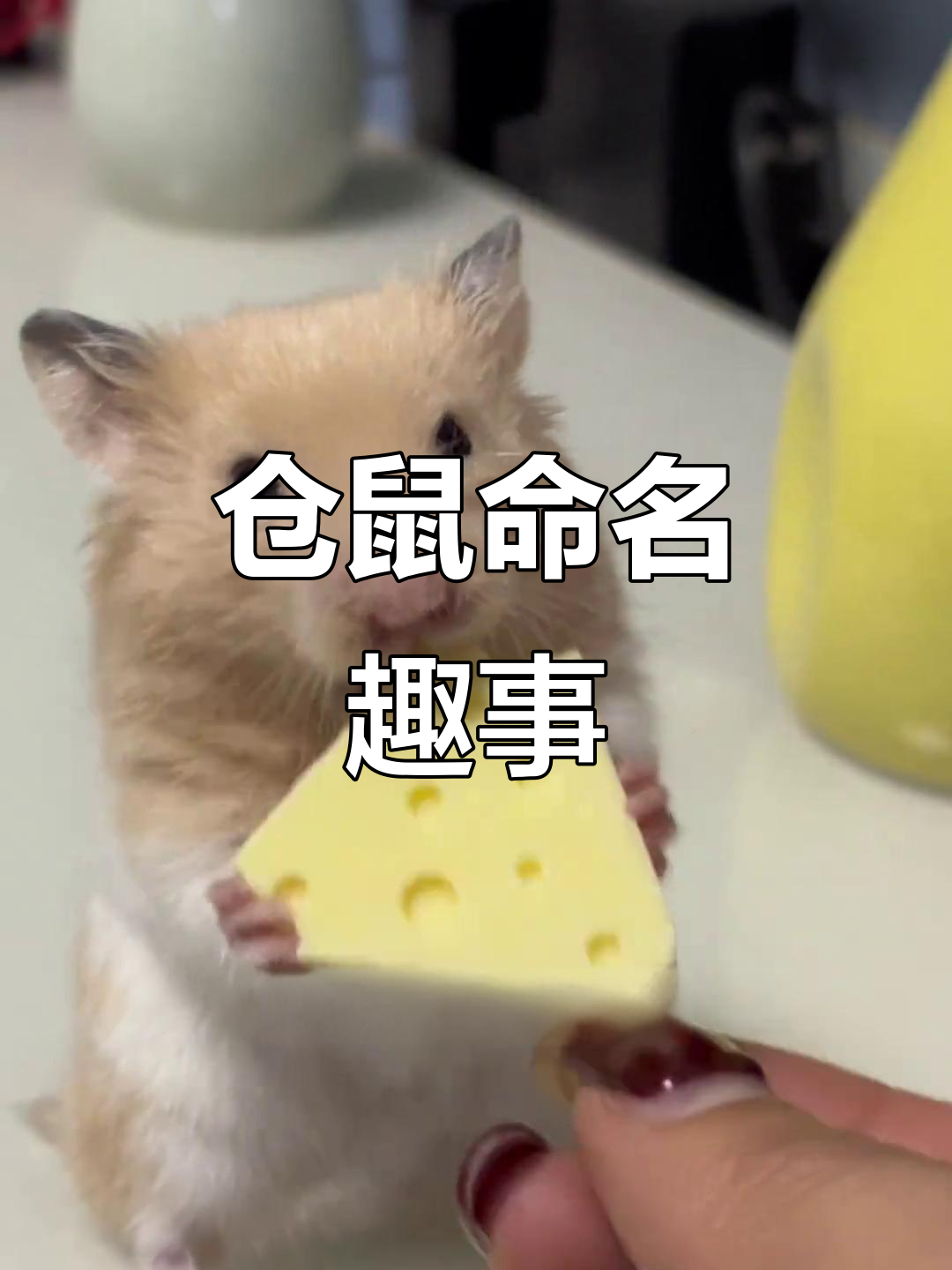仓鼠名字各有趣味,不同年龄段各有创意!