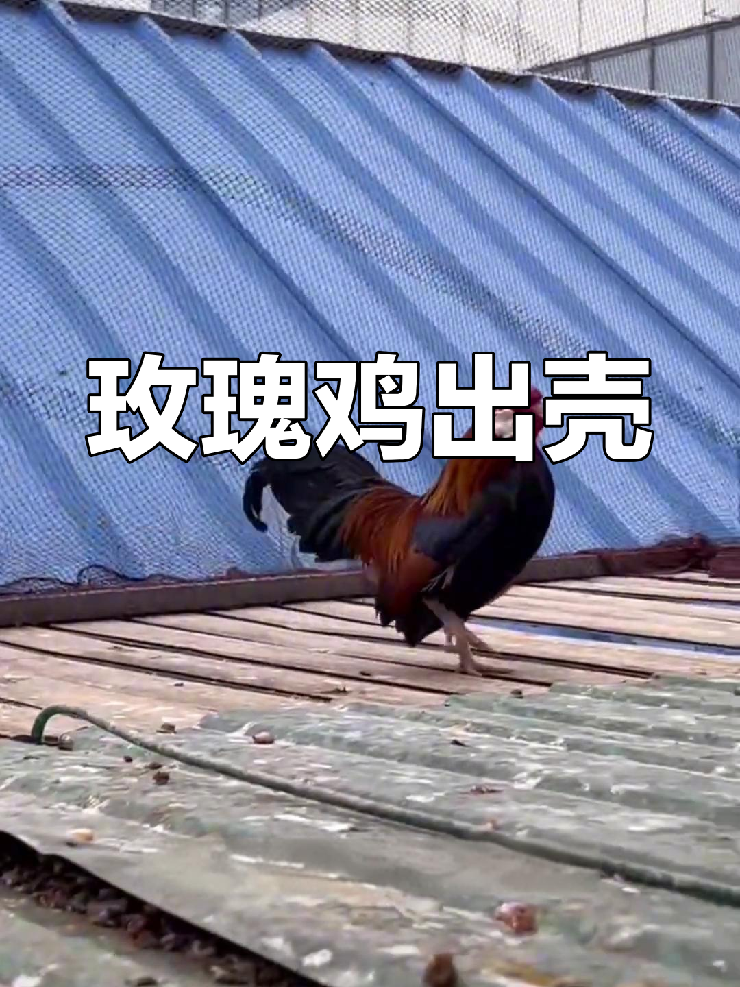 大红袍玫瑰鸡破壳,萌态尽显!
